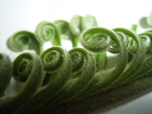 foliage fern flora