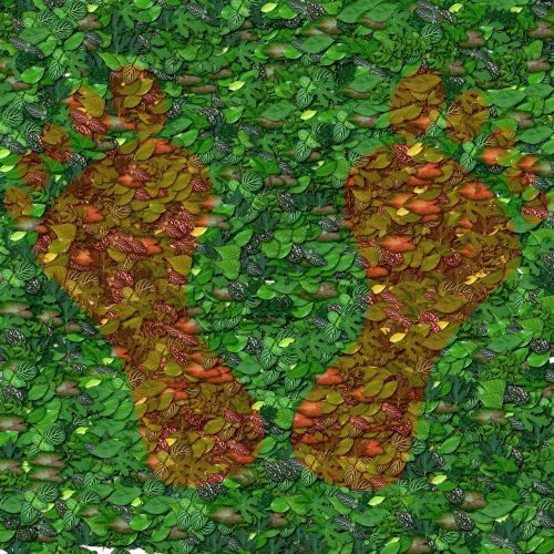 foliage footprints nature