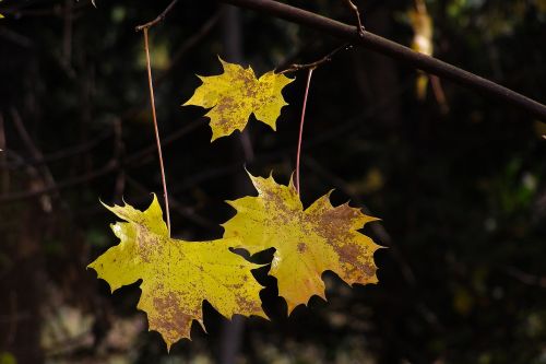 foliage yellow autumn