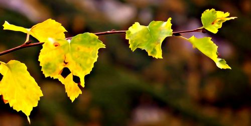 foliage autumn collapse