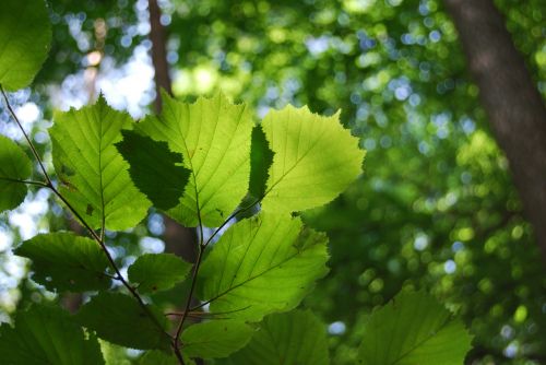 foliage green tree