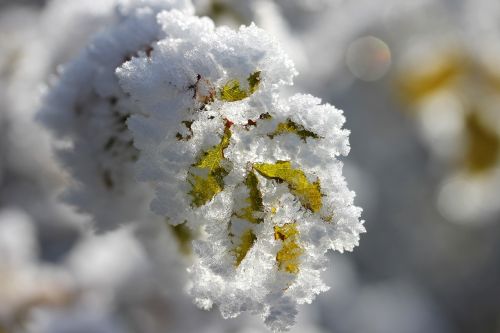 foliage rime winter