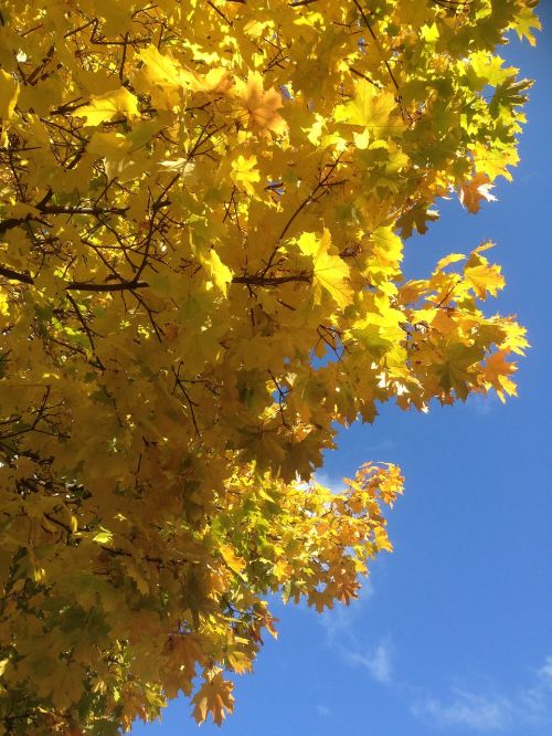 foliage autumn autumn gold