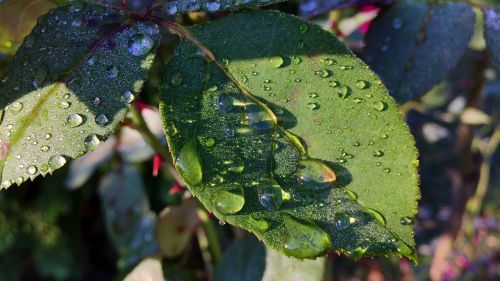 foliage dew nature