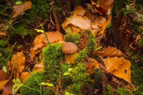 foliage autumn nature