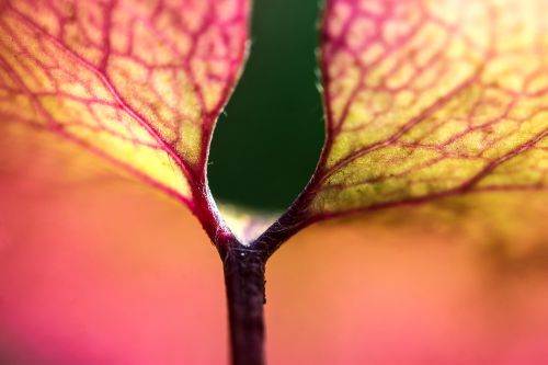 foliage macro colorful leaf