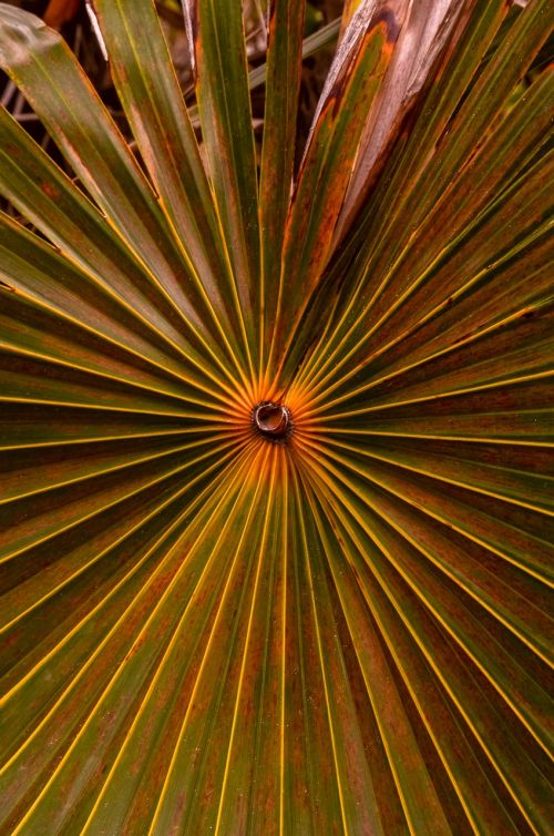 foliage nature leaf