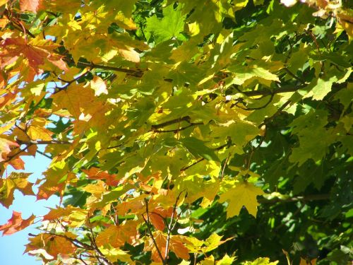 foliage autumn autumn colors