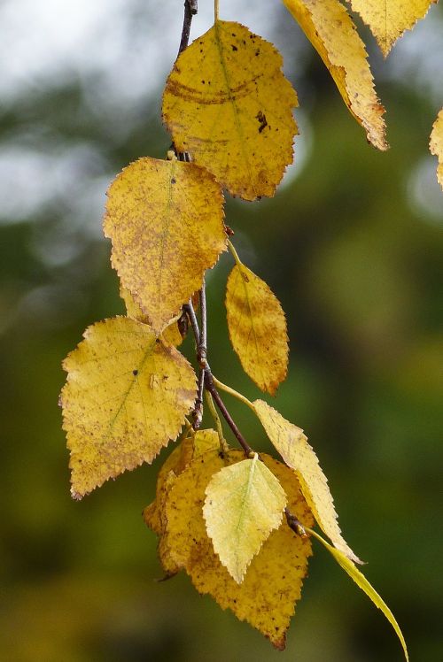 foliage yellow leaves