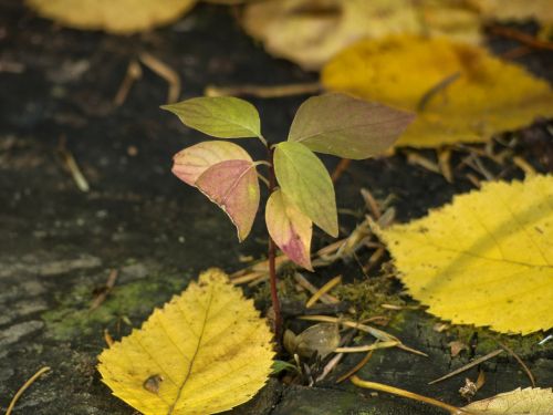 foliage yellow leaves