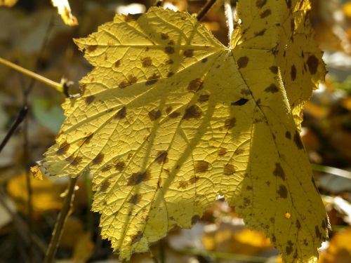 foliage yellow leaves