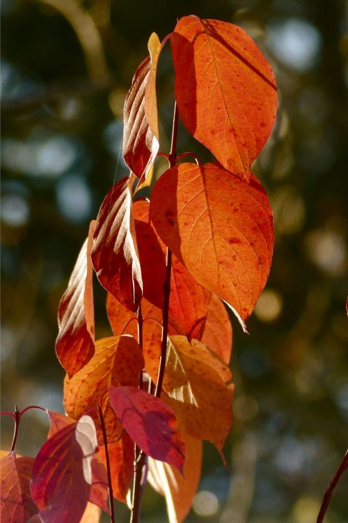 foliage red leaves