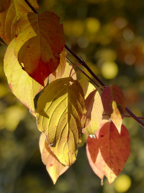 foliage yellow leaves