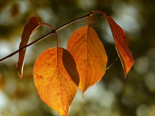 foliage yellow leaves