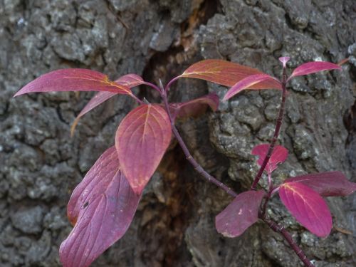 foliage red leaves