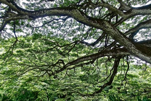 foliage tree monkeypod