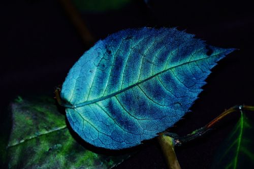 foliage color blue