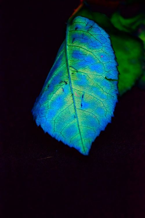 foliage color blue