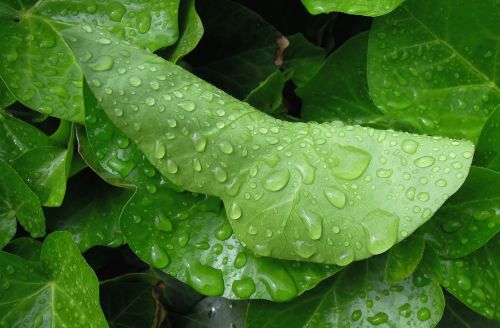 foliage green leaf raindrop