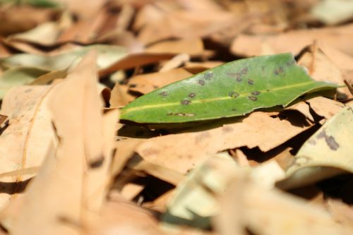 foliage leaves natural