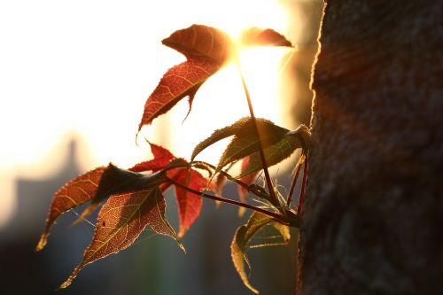 foliage sunset shadow