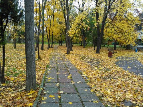 foliage autumn landscape