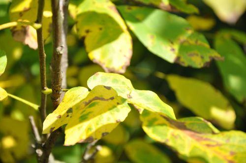 foliage summer tree