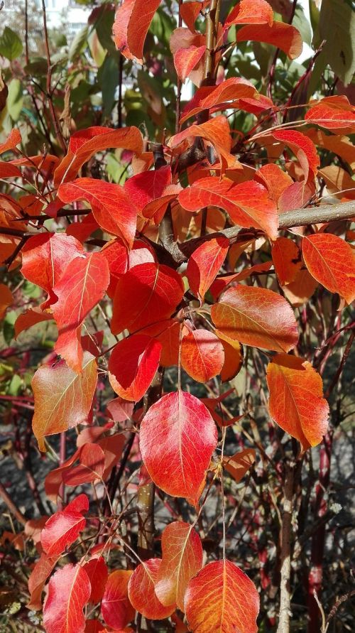 foliage autumn red