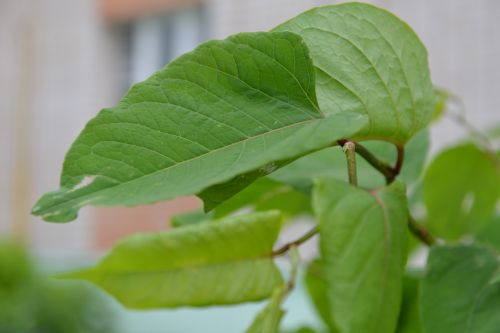 foliage nature greens