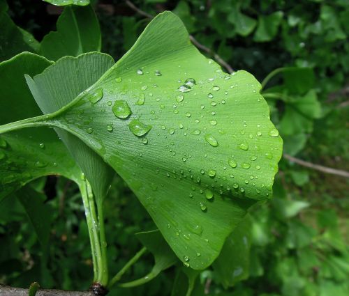 foliage ginkgo leaf ginkgo biloba