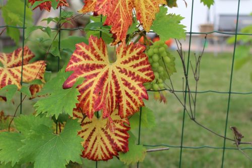 foliage garden nature