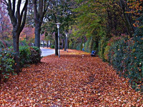 foliage autumn golden