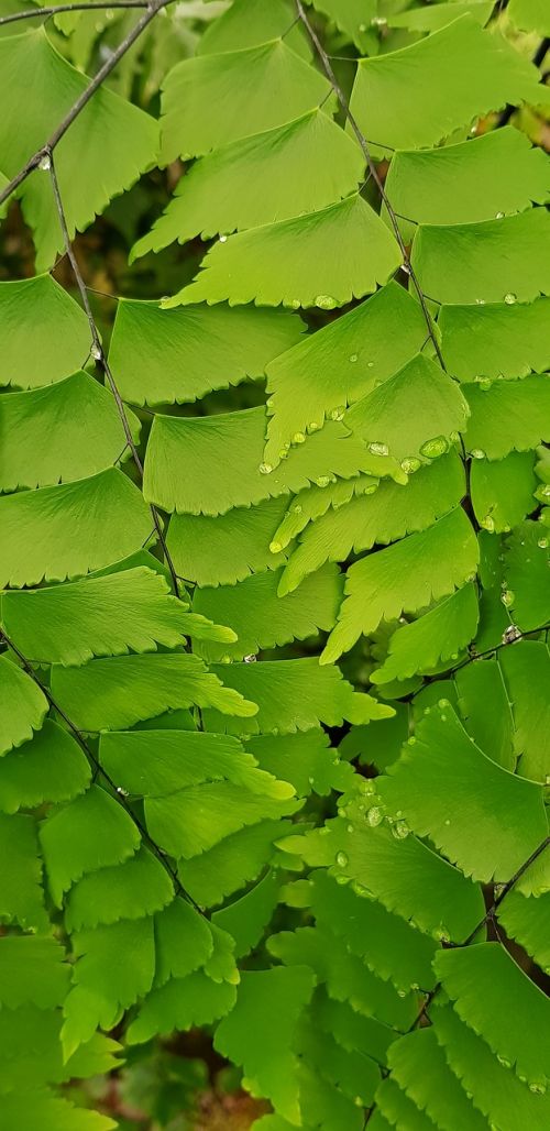 foliage lístočky green