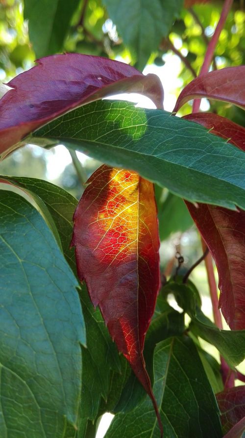 foliage nature summer