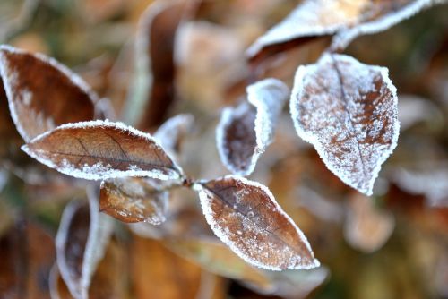 foliage frost snow
