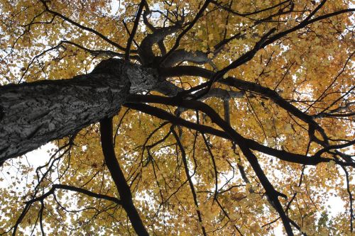 foliage orange autumn