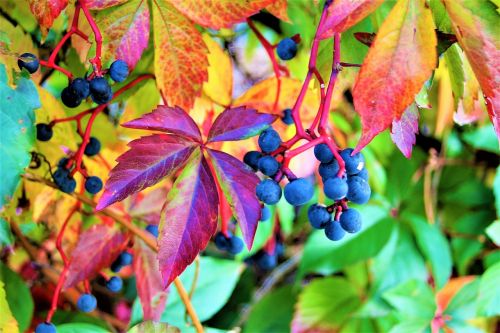 foliage grapes colorful