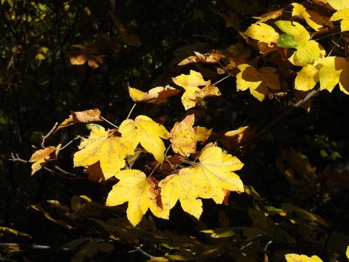 foliage autumn yellow