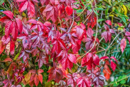 foliage fruit red