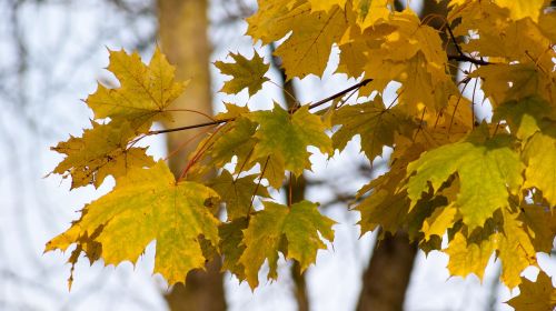 foliage autumn yellow leaves