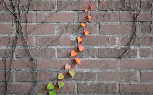 foliage vine climbing plant