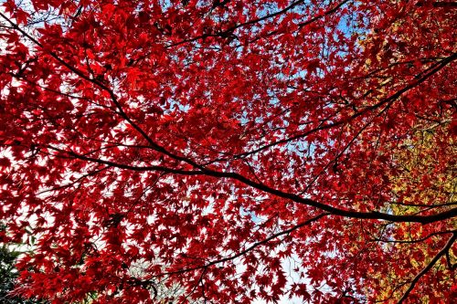 foliage leaves autumn leaves