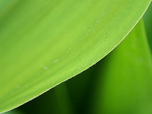 foliage  plant  dew