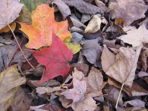 foliage dry leaves