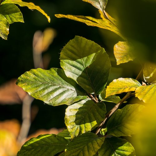 foliage  nature  autumn