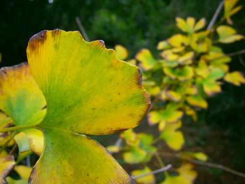 foliage green leaves yellow