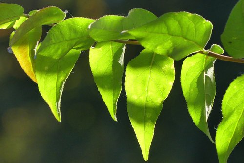 foliage  closeup  tree