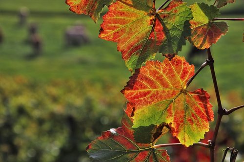 foliage  autumn  leaf