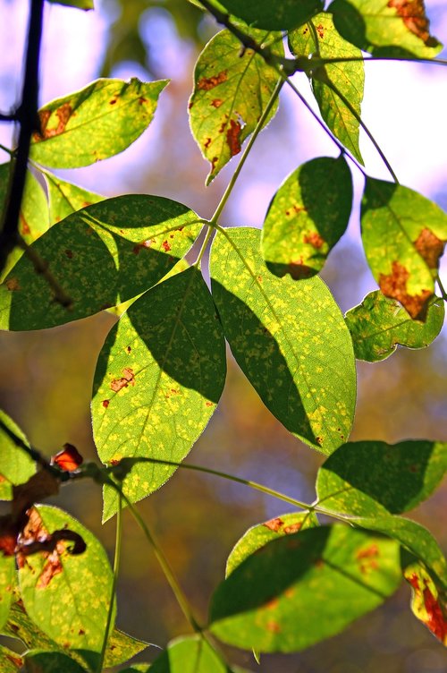 foliage  sunshine  shadow