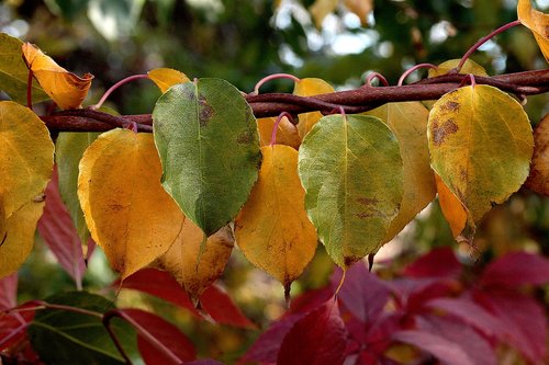 foliage  autumn  autumn colors